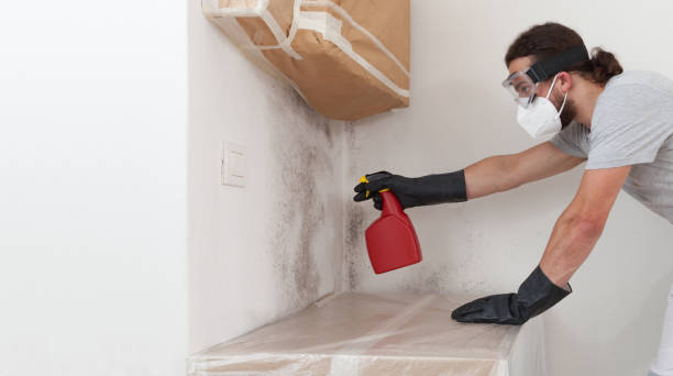 Professional Bathroom Mold Removal technician working in Brandon, FL