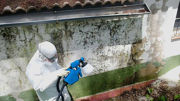 Trusted Basement Mold Remediation service in Brandon, FL - Cheap Mold Removal